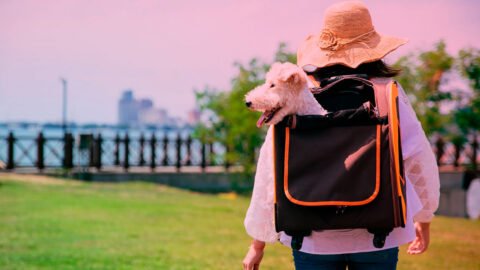 Bolsa de viaje para mascotas, diseñada para viajes en avión, con características de seguridad y confort.